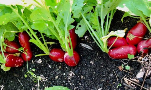 Multi-sown radishes