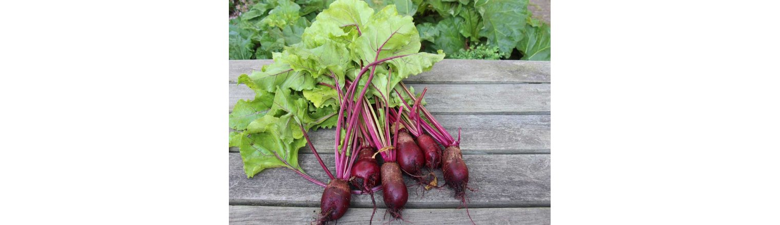 Beetroot out - beetroot in