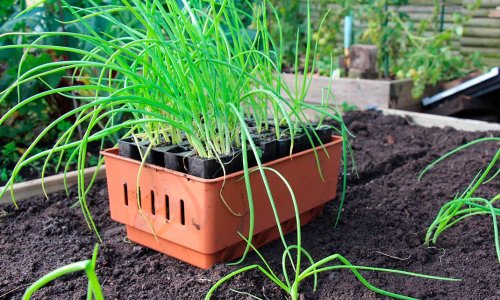 Wintering onions are accompanied by beets