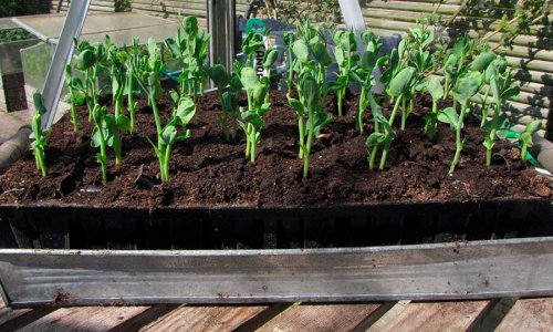 The kitchen garden in March