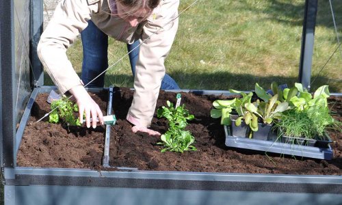 Sdan sr og planter du