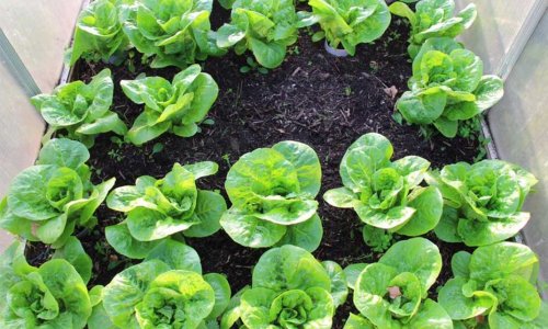 The last salad of the season