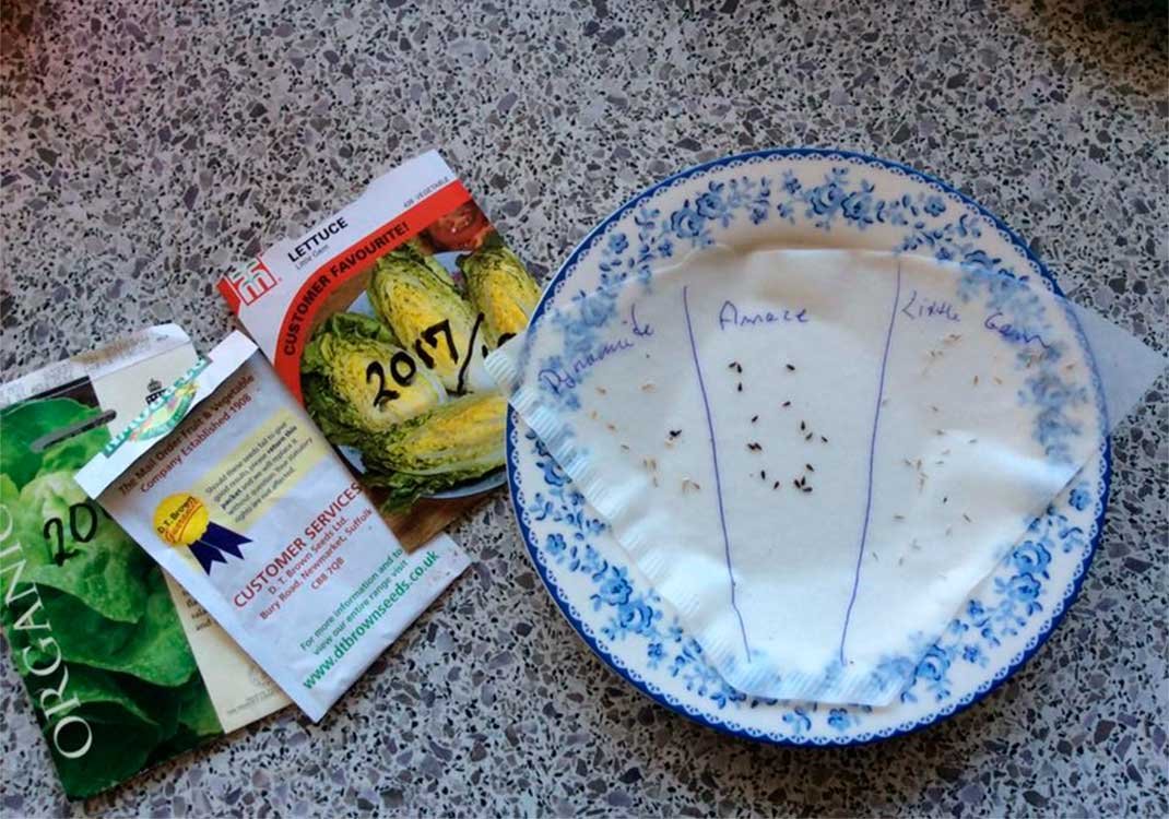 Germination of lettuce seeds in refrigerator