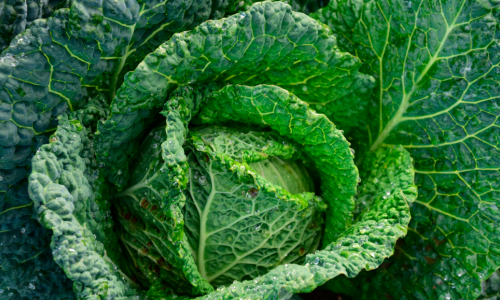 Savoy cabbage