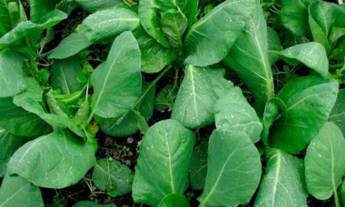 The kitchen garden in September