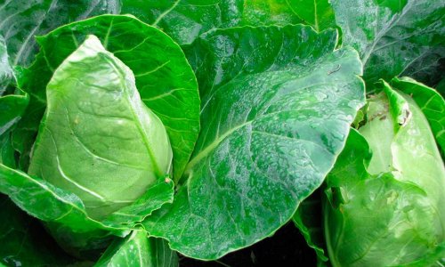 The kitchen garden in June