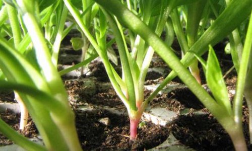 The kitchen garden in February