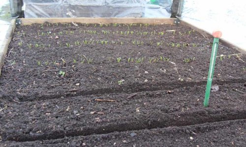 Spinach sprouts