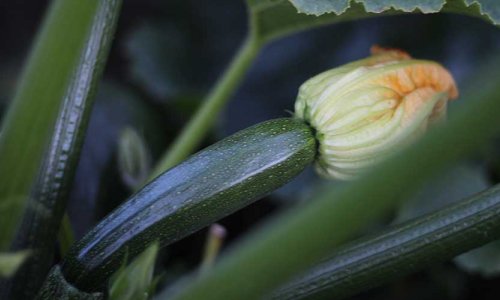 Are you also drowning in squash?