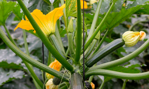 Zucchini / Squash
