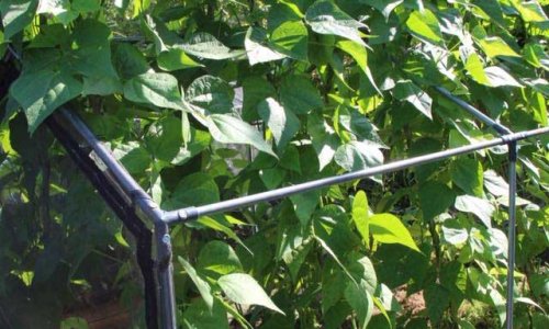 Rod beans are harvested