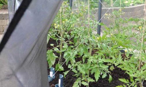 Tomater, chili og peberfrugter igang!