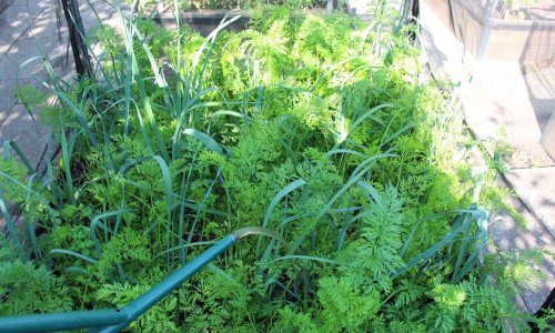 Fertilization and other chores in the kitchen garden