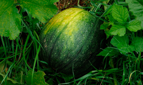 Melon