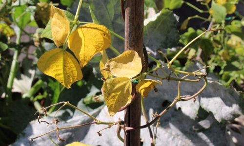 Bed No. 4 - this year's disappointment