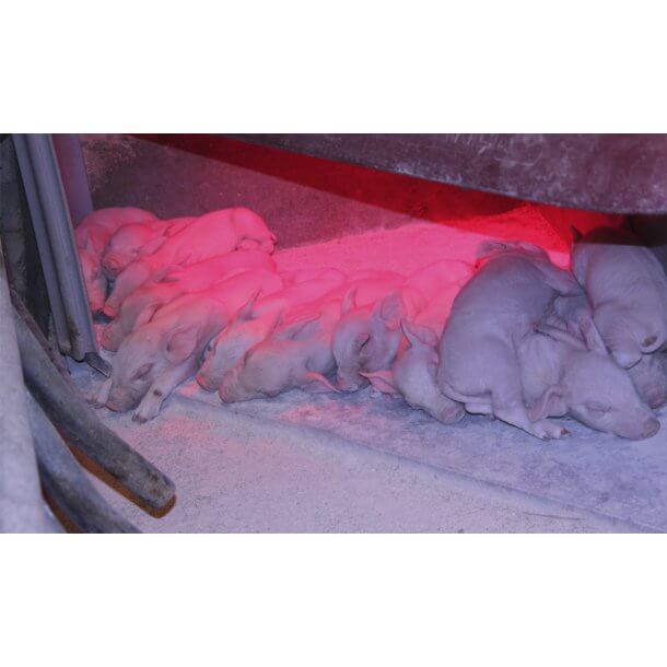 Isolerende mtte til smgrishule 1600mm