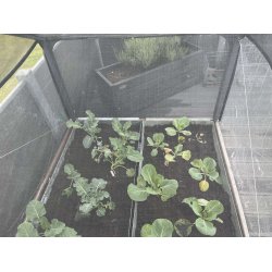 Grow Tray large