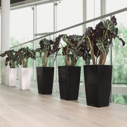 Lechuza  Cubico Premium indendrs krukke til blomster med selvvandingssystem 