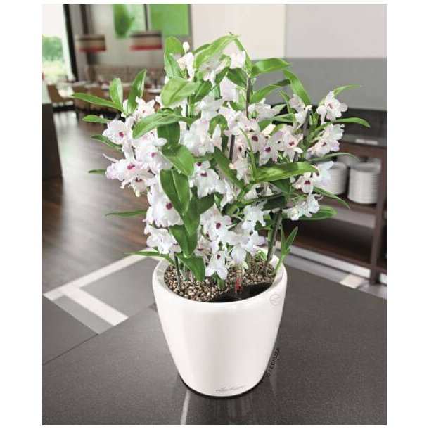 Lechuza Classico Premium LS indendrs krukke til blomster med selvvandingssystem 