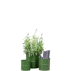 Oliven Grn Urtepotte (st m. 3 stk. / 3 str.)