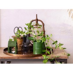 Oliven Grn Urtepotte (st m. 3 stk. / 3 str.)