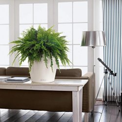 Lechuza Classico Color krukke til blomster med selvvandingssystem 