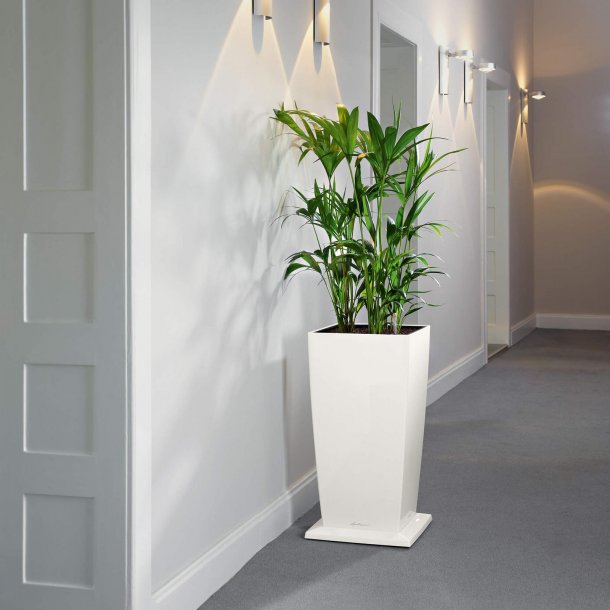 Lechuza - Hjulst Cubico