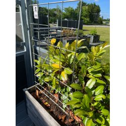 2. Sorterings espalier 40x80 cm