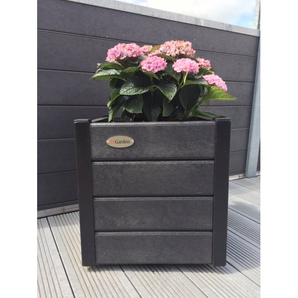 Blomma Pumpar Med Hjul. Svarta H&ouml;rn (Quad.)