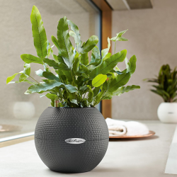 Lechuza  Puro Color 20 krukke til blomster med selvvandingssystem 