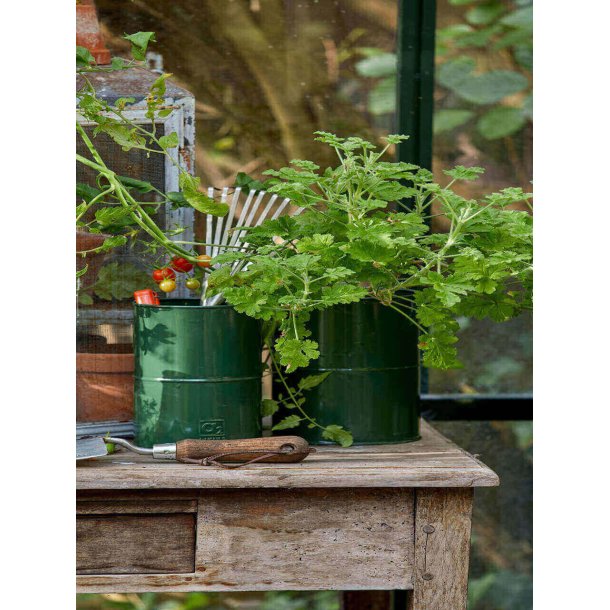 Oliven Grn Urtepotte (st m. 3 stk. / 3 str.)