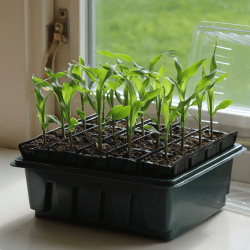 Roottrainer COMPACT set 