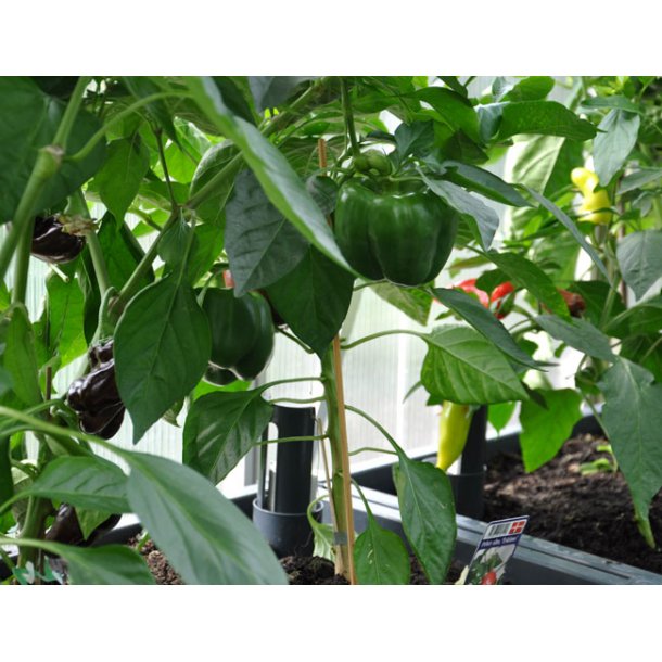 Hjbed i PVC. Inkl. GrowWater 30x90x44 cm