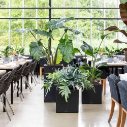 Lechuza Canto Stone Low udendrs krukke til blomster med selvvandingssytem