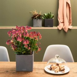 Lechuza Canto Stone 14 indendrs krukke til blomster med selvvandingssystem 
