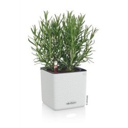 Lechuza  Cube Color 14 indend�rs krukke til blomster med selvvandingssystem 13,5 