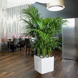 Lechuza  Cube indendrs krukke til blomster med selvvandingssystem 