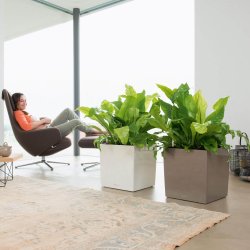 Lechuza  Cube indendrs krukke til blomster med selvvandingssystem 