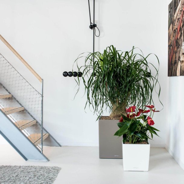 Lechuza  Cube indendrs krukke til blomster med selvvandingssystem 