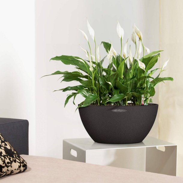 Lechuza Cubeto Stone udendrs krukke til blomster med selvvandingssystem  Graphite black &Oslash;40xH18 cm