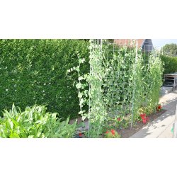 Espalier i rust 91 x 105 cm