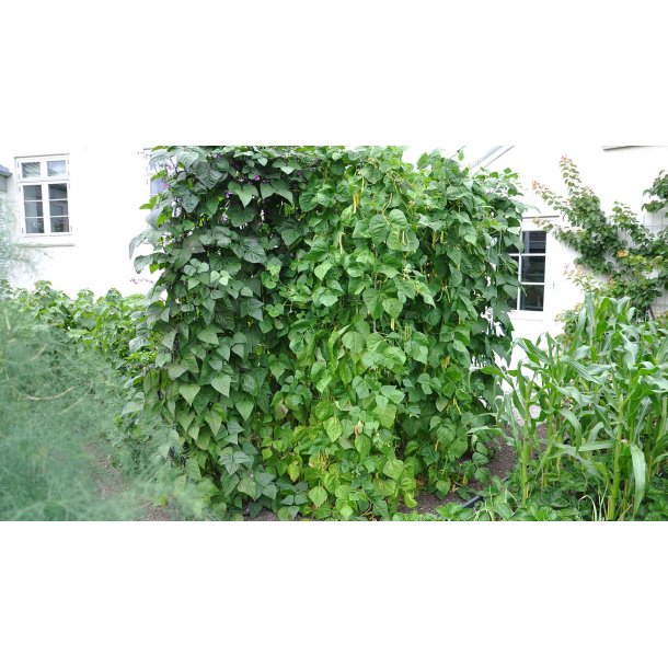 Trellis galvanized 91x105 cm