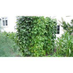 Espalier i rust 91 x 105 cm