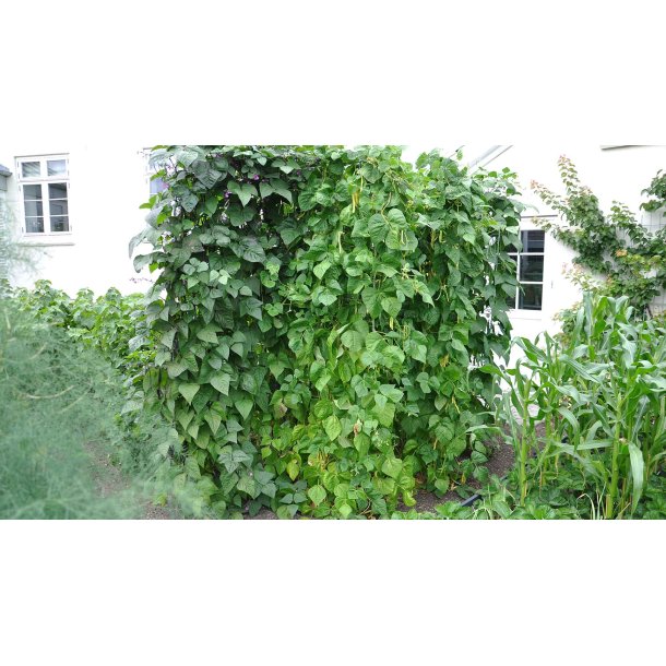 Espalier i rust 91 x 105 cm