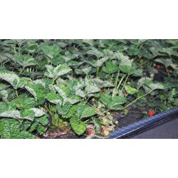 Bird netting to the tunnel raised bed 120x240 cm