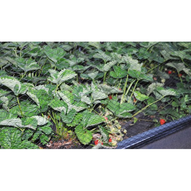 Bird netting to the tunnel raised bed 120x240 cm