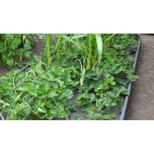 Extension in PVC 30x120x120 cm