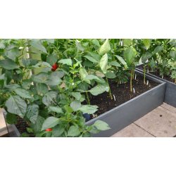 Raised bed PVC 30x62x120 cm