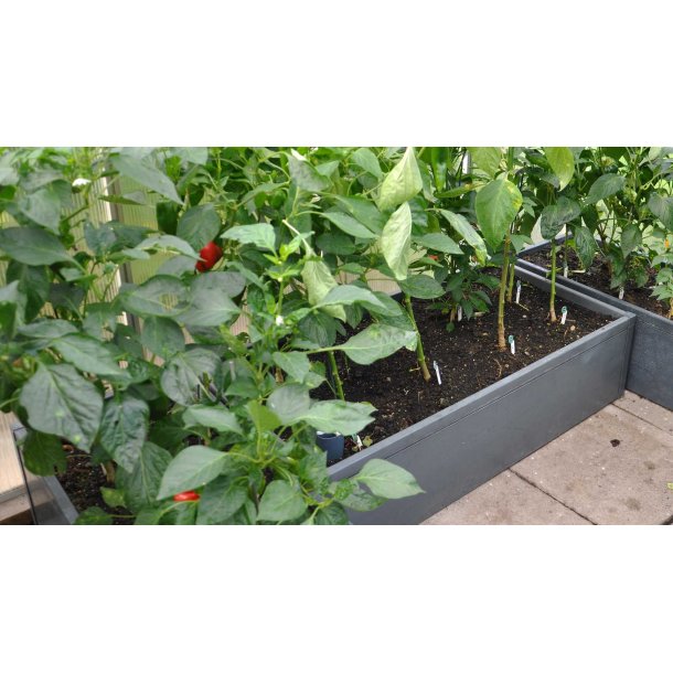 Raised bed PVC 30x62x120 cm