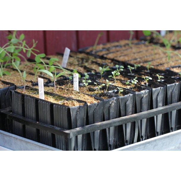 Indsats DEEP - 4 celler til Roottrainer (Grn)